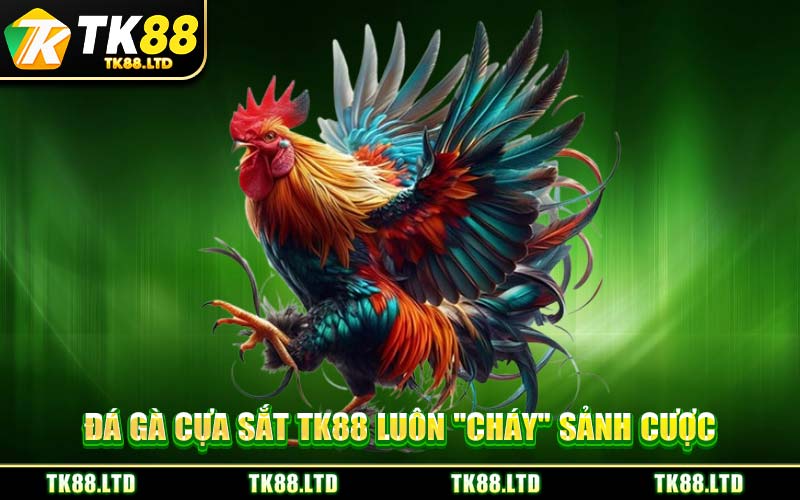 Đá Gà Cựa Sắt TK88 Luôn "Cháy" Sảnh Cược