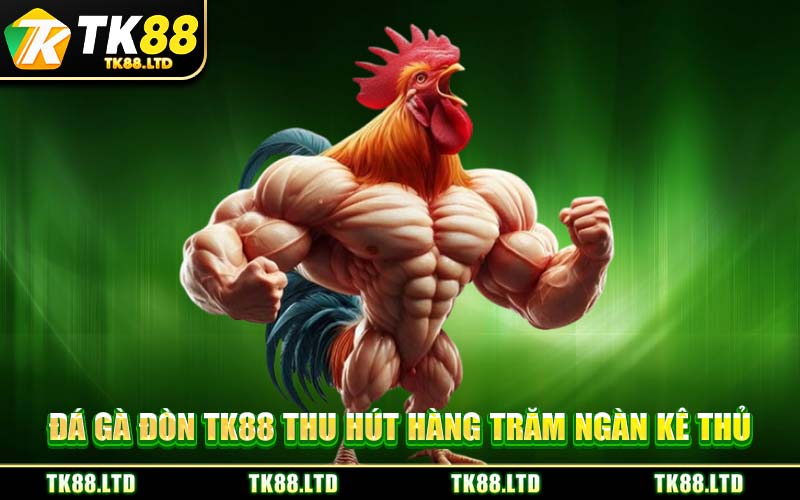 Đá Gà Đòn TK88 Thu Hút Hàng Trăm Ngàn Kê Thủ
