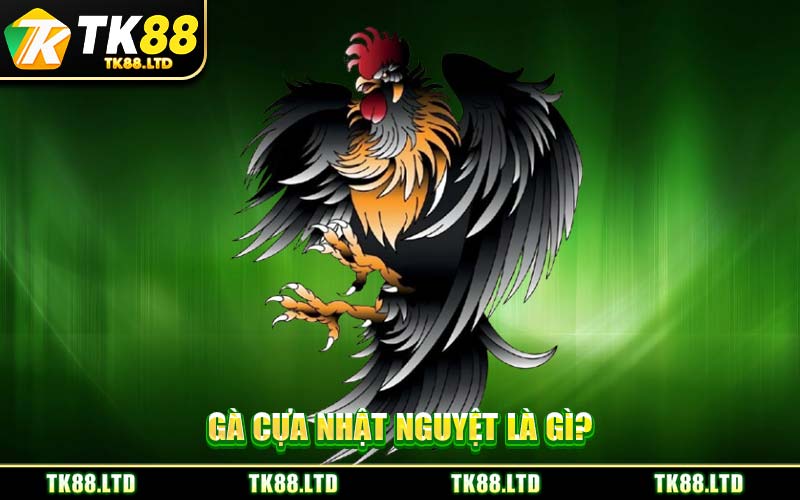 Gà Cựa Nhật Nguyệt Là Gì?