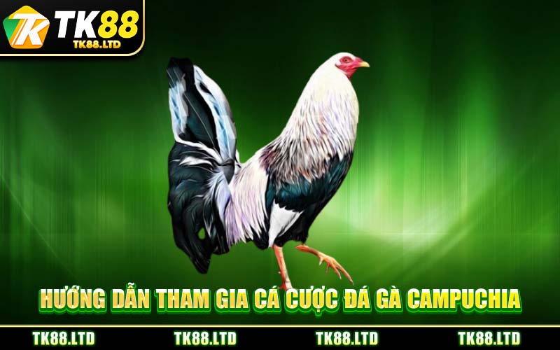 Hướng Dẫn Tham Gia Cá Cược Đá Gà Campuchia