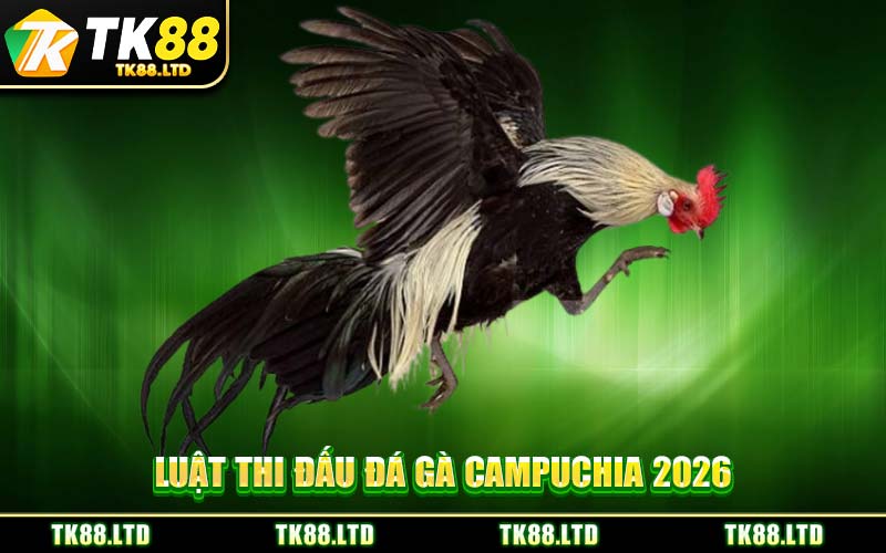 Luật Thi Đấu Đá Gà Campuchia 2026