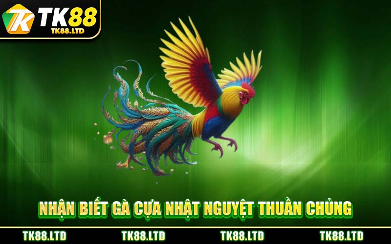 Nhận Biết Gà Cựa Nhật Nguyệt Thuần Chủng