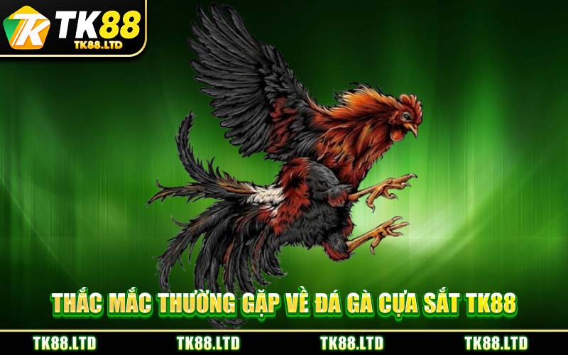 Thắc Mắc Thường Gặp Về Đá Gà Cựa Sắt TK88